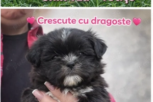 Shi tzu sănătoși și iubitori - imagine 2