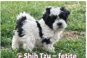 Shi tzu sănătoși și iubitori - imagine 3