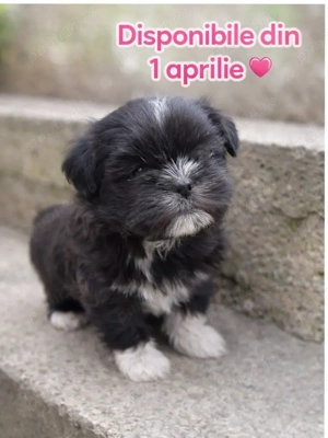 Shi tzu sănătoși și iubitori - imagine 4