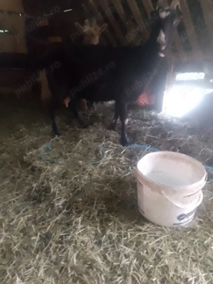 Vând capre foarte bune de lapte la garanție  - imagine 3