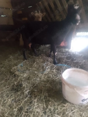 Vând capre foarte bune de lapte la garanție  - imagine 4