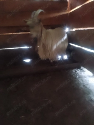 Vând capre foarte bune de lapte la garanție  - imagine 2