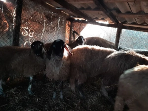 oi carabases sarbesti  cu bergamesa  - imagine 4