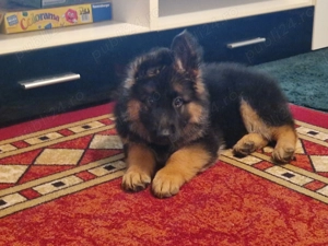 Vand ciobanesc german 