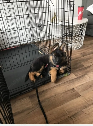 Vand ciobanesc german  - imagine 2