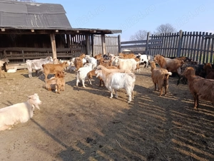 Vând 40 CAPRE fără coarne cu 25 iezi - bune de carne şi de lapte - imagine 3