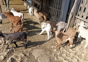 Vând 40 CAPRE fără coarne cu 25 iezi - bune de carne şi de lapte - imagine 4