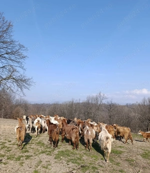Vând 40 CAPRE fără coarne cu 25 iezi - bune de carne şi de lapte - imagine 5