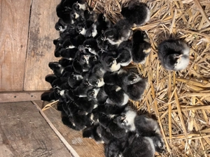 Pui de găină rasa Australorp negru