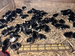 Pui de găină rasa Australorp negru - imagine 3