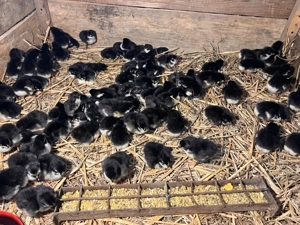 Pui de găină rasa Australorp negru - imagine 4