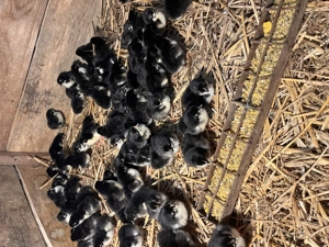 Pui de găină rasa Australorp negru - imagine 2
