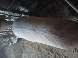 Vand porci de taiat 100-180 kg - imagine 5