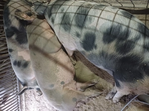 Vand porci de taiat 100-180 kg - imagine 2