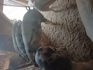 Vand porci de taiat 100-180 kg - imagine 3