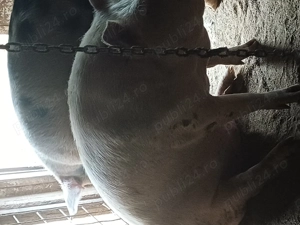 Vand porci de taiat 100-180 kg - imagine 4