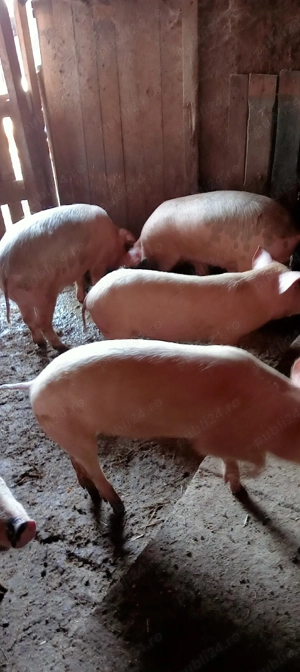 vand puecei  - imagine 2