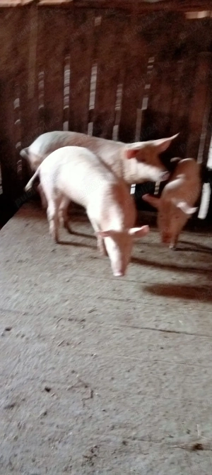 vand puecei  - imagine 3