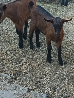 iezii alpin franceza  - imagine 2