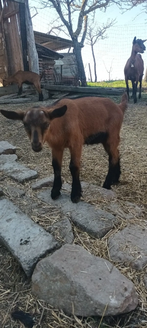 iezii alpin franceza  - imagine 4