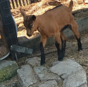 iezii alpin franceza 