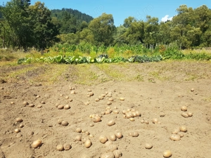 Casa batraneasca cu teren la munte, la râul Mureş - imagine 10