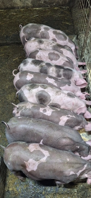 Purcei pietrean belgian - imagine 2