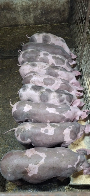 Purcei pietrean belgian