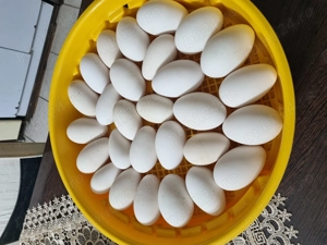 Oua de gâscă pentru incubat! - imagine 3