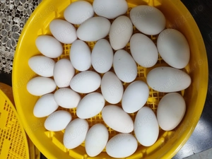 Oua de gâscă pentru incubat! - imagine 4