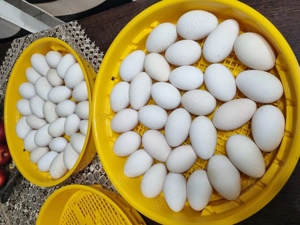 Oua de gâscă pentru incubat! - imagine 2