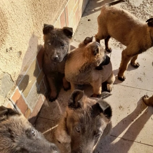 ciobănesc belgian - imagine 3