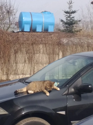 Renault megane 1.6 16v 2008 - imagine 2