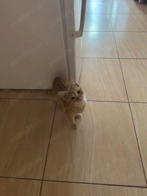 Dau apre adoptie pisica portocalie 6 luni