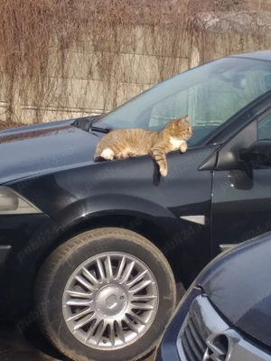 Renault megane 1.6 16v 2008