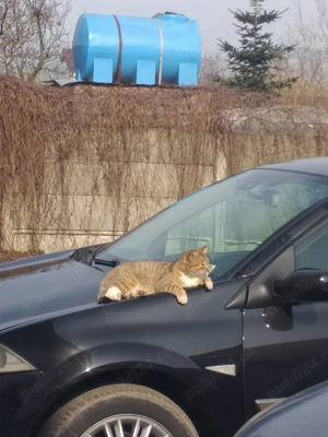 Renault megane 1.6 16v 2008 - imagine 5