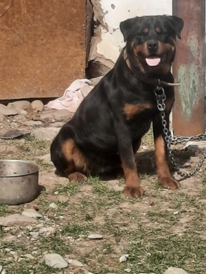 vand sau schimb cu femela doberman - imagine 2