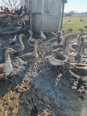 Soldani și gaste de vanzare - imagine 5