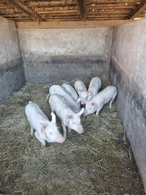 Soldani și gaste de vanzare - imagine 2