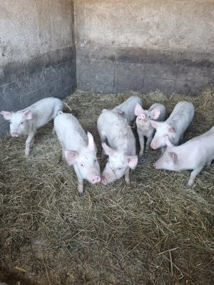 Soldani și gaste de vanzare