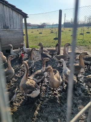 Soldani și gaste de vanzare - imagine 4