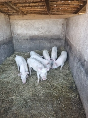 Soldani și gaste de vanzare - imagine 3