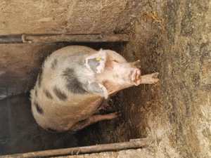 Scraoafă gestantă. Pietran