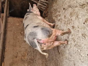 Scraoafă gestantă. Pietran - imagine 5