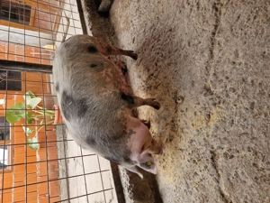 Scraoafă gestantă. Pietran - imagine 3