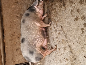 Scraoafă gestantă. Pietran - imagine 4