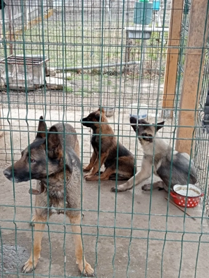 ciobanesc belgian melinois - imagine 2