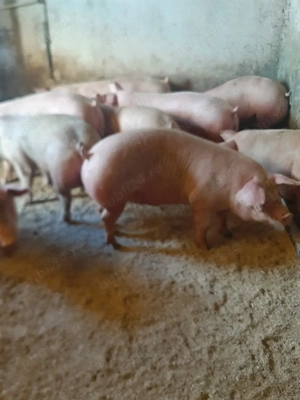 vând soldani 90.110..130 kg