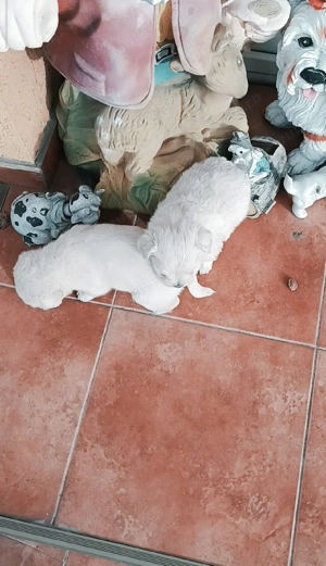 băiețel si fetițaajut cu transport în țară - imagine 4