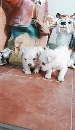 băiețel si fetițaajut cu transport în țară - imagine 2